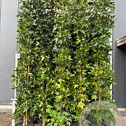 Liquidambar s. 'SlenderSilhouette' 250-300 cm 35L beveerd 