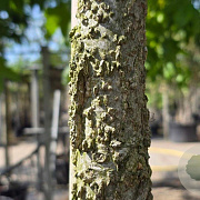 Liquidambar styraciflua 12-14 HO container