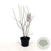 Magnolia 'George Henry Kern' 50-60 cm 5,0L