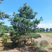 Pinus sylv. 'Glauca' 175-200 cm cont. 70L schaalvorm pompon