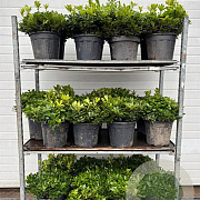 Pittosporum tob. 'Nanum' 40 cm 9L bol 30-40