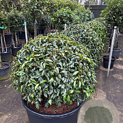 Prunus l. 'Angustifolia' 90-100 cm cont. 160L bol