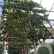 Prunus lusitanica 'Brenelia' 8-10 HO cont. 55L lei 120x120