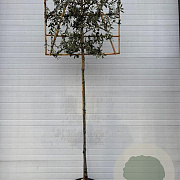 Quercus ilex 10-12 HO container lei 120x120 180-200