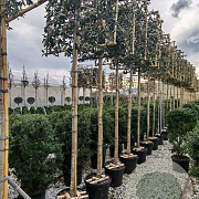 Quercus ilex 12-14 HO container 190STAM lei 120x120