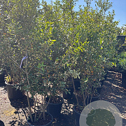 Quercus ilex 160-180 cm 25L
