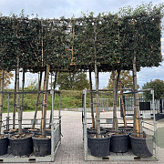 Quercus ilex 18-20 HO container lei 150x150
