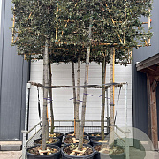 Quercus ilex 20-25 HO container lei 150x150