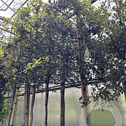 Quercus ilex 8-10 HO container lei 120x120
