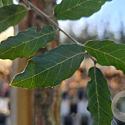 Quercus suber 12-14 HO container