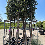 Quercus suber 14-16 HO container 125 cm stam LEIVORM