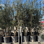 Quercus suber 175-200 cm cont. 130L meerstammig