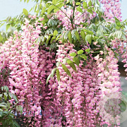 Wisteria brach. 'Showa-beni' 200 cm 3,0L Gestokt
