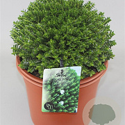 Hebe odora 'Nana' GM C5