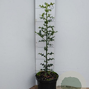 Ilex aquifolium 40-60 cm 2,0L