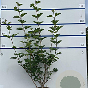 Viburnum opulus 60-80 cm 7,5L