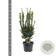 Taxus media 'Hillii' 40-50 cm 3,0L