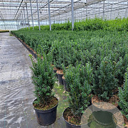 Taxus media 'Hillii' 40-50 cm 3,0L