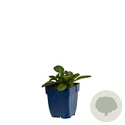 Ajuga reptans 'Catlin's Giant' GM  P11
