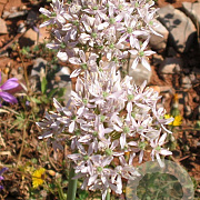 Allium nigrum GM P9