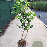 Heptacodium miconioides 100-125 cm 10L