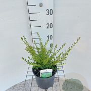 Lonicera nit. 'Elegant' 30-40 cm 2,0L