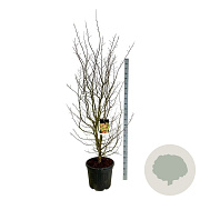 Parrotia persica 200-225 cm cont. 55L extra