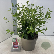 Prunus 'Carmine Jewel' 50-60 cm 5,0L