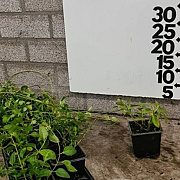 Vinca major plantgoed P9