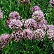 Allium nutans GM P9