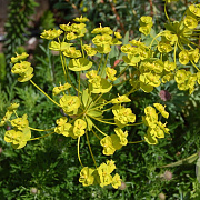 Euphorbia 'Blue Haze' GM P9
