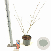 Hamamelis int. 'Diane' 30-40 cm 5,0L