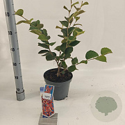 Hamamelis int. 'Ruby Glow' 30-40 cm 5,0L