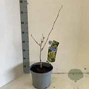 Hamamelis int. 'Westerstede' 30-40 cm 5,0L