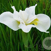 Iris sib. 'Gull's Wing' GM P9