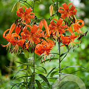 Lilium lancifolium splendens GM P9