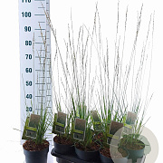 Molinia caerulea 'Heidebraut' 40-70 cm 2,0L