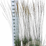 Molinia caerulea 'Heidebraut' GM C3
