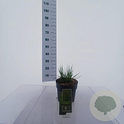 Molinia caerulea 'Moorflamme' 35-40 cm 3,0L