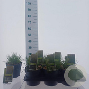 Molinia caerulea 'Torch' GM 2,0L