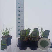 Panicum virgatum 'Heavy Metal' 30-60 cm 2,0L