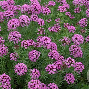 Phuopsis stylosa 'Purpurea' GM P9