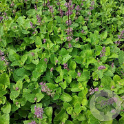 Salvia vert. 'Endless Love' GM P9