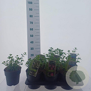 Salvia micr. Gemengd 25-30 cm 2,0L