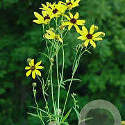 Coreopsis tripteris GM P9 BIO