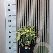 Aucuba jap. 'Variegata' 40-50 cm 7,5L