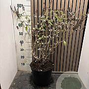 Buddleja 'Lochinch' 50-60 cm 7,5L