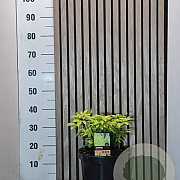 Choisya t. Sundance 25-30 cm 7,5L