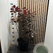 Cotinus cog. 'Royal Purple' 60-70 cm 7,5L