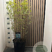 Fargesia 'Jiuzhaigou 1' 80-100 cm 7,5L